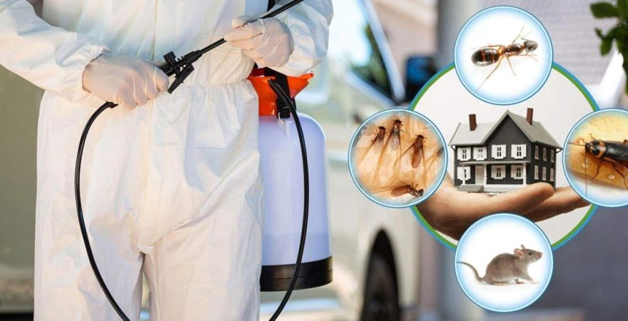 Eskifoça Böcek İlaçlama