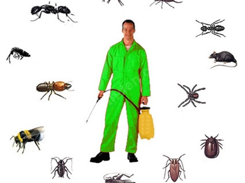 Eskifoça Böcek İlaçlama